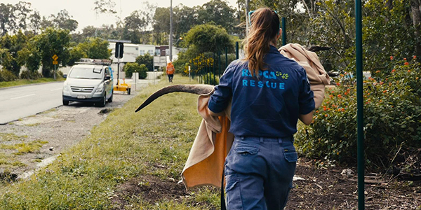 RSPCA animal rescue kangaroo